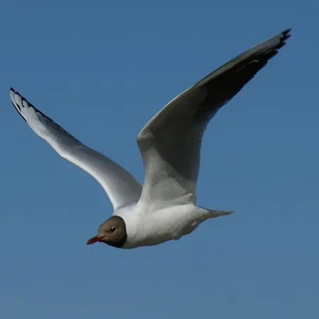 Apartment Ferienwohnung Koserow Koserow